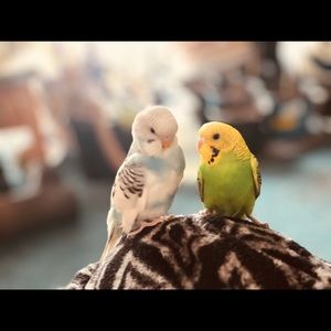 Meet your Posher, Aaron